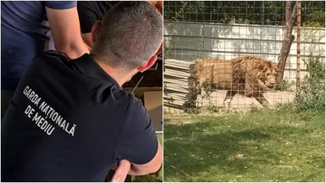 Gradină zoologică ilegală, descoperită în judeţul Dâmboviţa. Imagini uluitoare cu un pui de tigru care doarme pe fotoliu