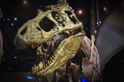 Fosila mai scumpă decât aurul. Cu ce sumă fantastică s-a vândut un dinozaur