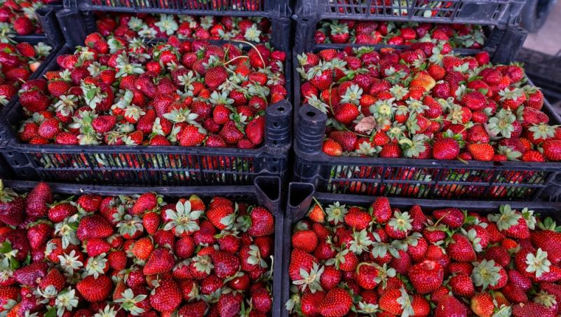 Cu cât au ajuns să se vândă fructele românești la jumătatea verii. Zmeura și căpșunile nu sunt pentru toate buzunarele