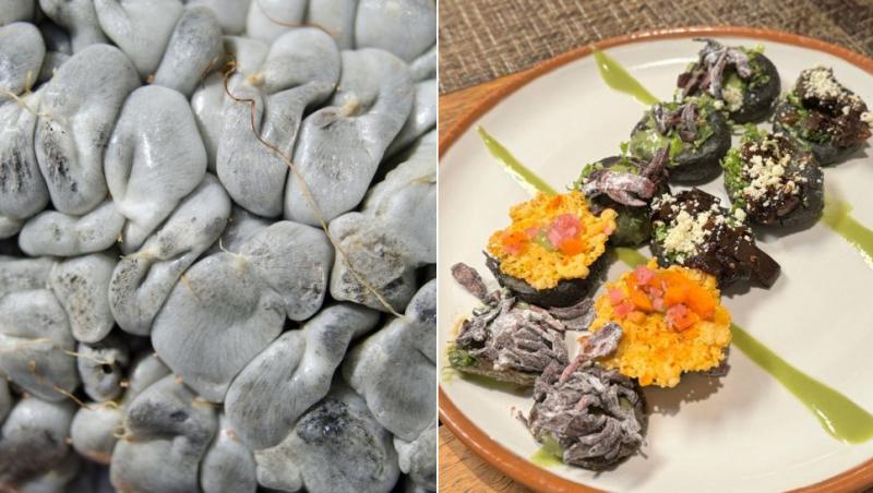 colaj Ustilago maydis, ciupercă de porumb, huitlacoche