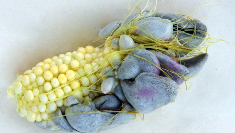 O ciupercă dăunătoare a devenit deliciu culinar în restaurantele de lux