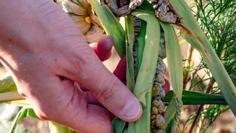 O ciupercă dăunătoare a devenit deliciu culinar în restaurantele de lux