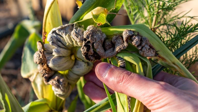 O ciupercă dăunătoare a devenit deliciu culinar în restaurantele de lux