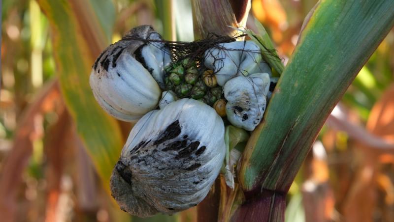 O ciupercă dăunătoare a devenit deliciu culinar în restaurantele de lux