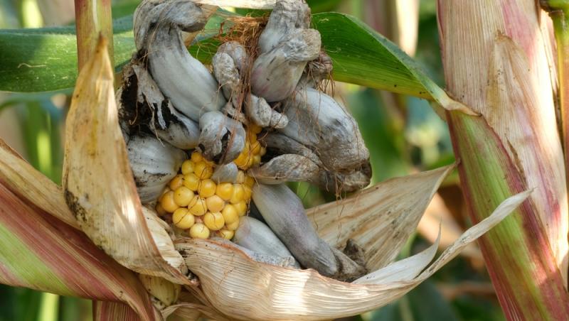 O ciupercă dăunătoare a devenit deliciu culinar în restaurantele de lux