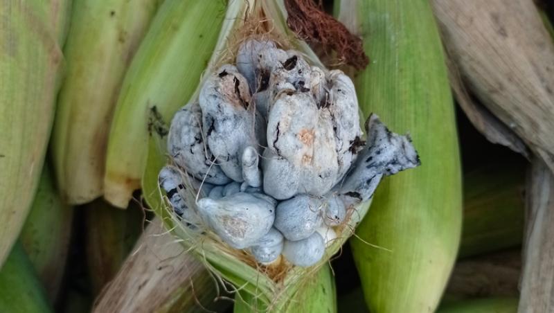 O ciupercă dăunătoare a devenit deliciu culinar în restaurantele de lux