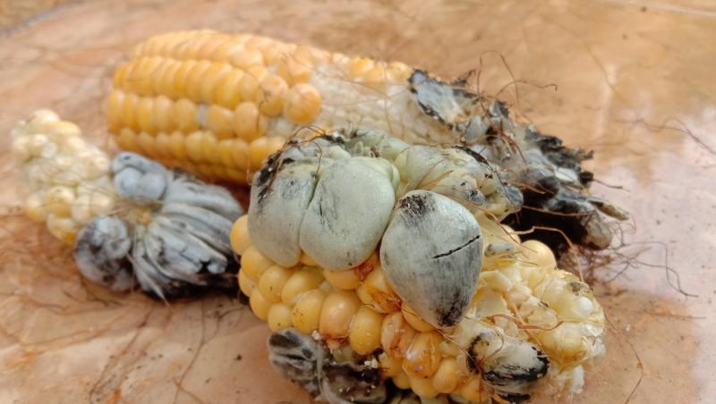 O ciupercă dăunătoare a devenit deliciu culinar în restaurantele de lux