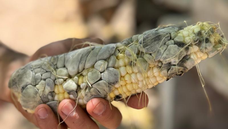 O ciupercă dăunătoare a devenit deliciu culinar în restaurantele de lux