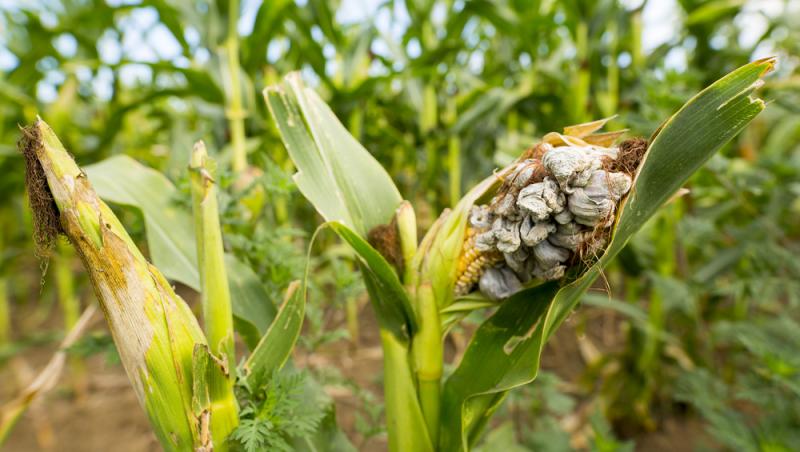 O ciupercă dăunătoare a devenit deliciu culinar în restaurantele de lux