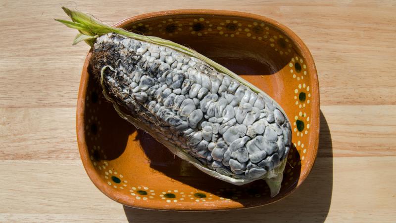 O ciupercă dăunătoare a devenit deliciu culinar în restaurantele de lux