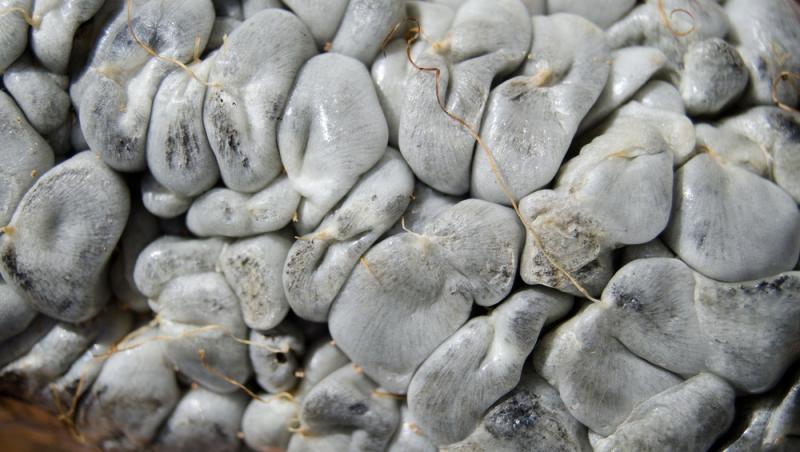 O ciupercă dăunătoare a devenit deliciu culinar în restaurantele de lux