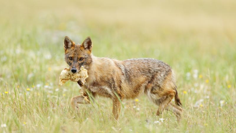 O femeie din Iași a fost mușcată de un șacal turbat! Ce a pățit ieșeanca și ce s-a întâmplat cu animalul