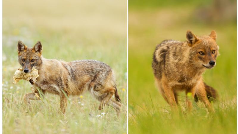 colaj foto cu șacal