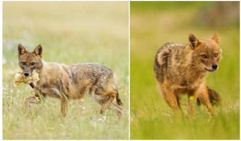 O femeie din Iași a fost mușcată de un șacal turbat! Ce a pățit ieșeanca și ce s-a întâmplat cu animalul