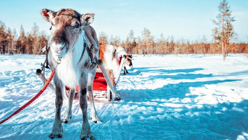 Record istoric de caniculă în Laponia. Cum îl afectează căldura pe Moș Crăciun: „Schimbările climatice au avut un impact”