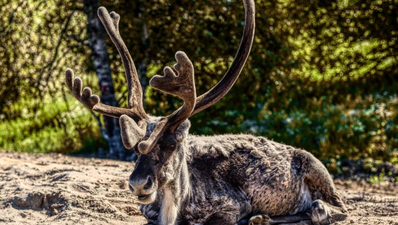 Record istoric de caniculă în Laponia. Cum îl afectează căldura pe Moș Crăciun: „Schimbările climatice au avut un impact”