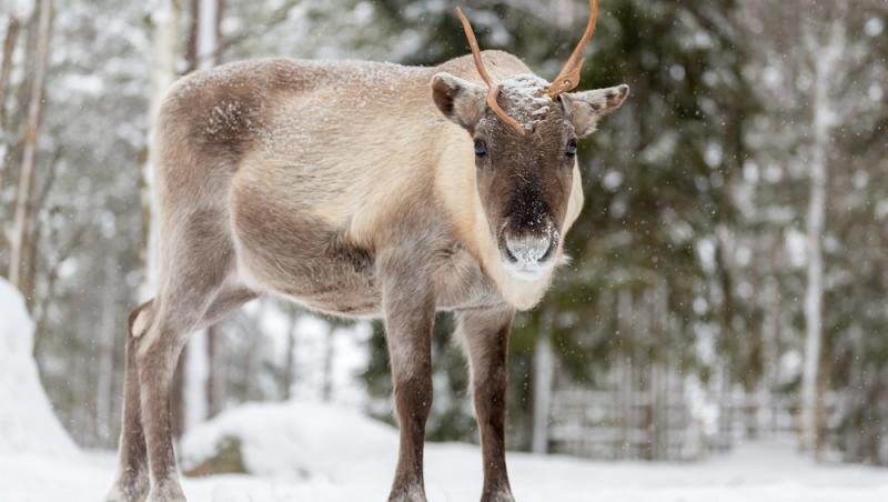 Record istoric de caniculă în Laponia. Cum îl afectează căldura pe Moș Crăciun: „Schimbările climatice au avut un impact”