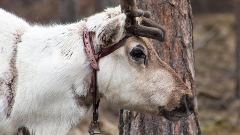 Record istoric de caniculă în Laponia. Cum îl afectează căldura pe Moș Crăciun: „Schimbările climatice au avut un impact”