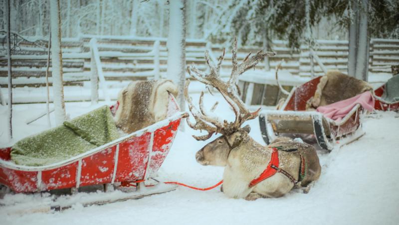 Record istoric de caniculă în Laponia. Cum îl afectează căldura pe Moș Crăciun: „Schimbările climatice au avut un impact”