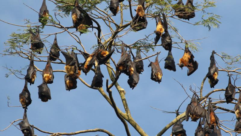 A murit la câteva luni după ce a fost mușcat de un liliac. Ce trebuie să faci imediat dacă treci prin așa ceva