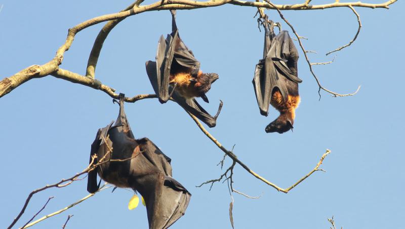 A murit la câteva luni după ce a fost mușcat de un liliac. Ce trebuie să faci imediat dacă treci prin așa ceva