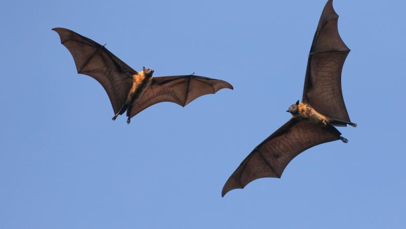 A murit la câteva luni după ce a fost mușcat de un liliac. Ce trebuie să faci imediat dacă treci prin așa ceva