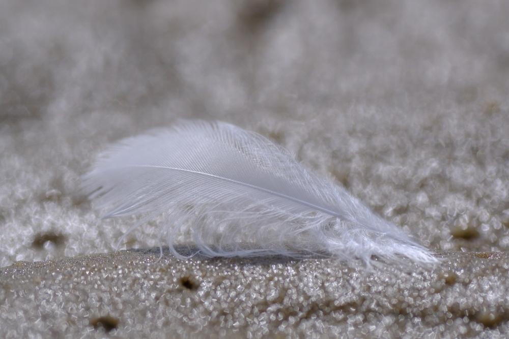 imagine cu o pana alba