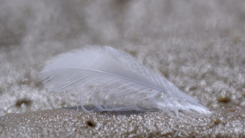 imagine cu o pana alba