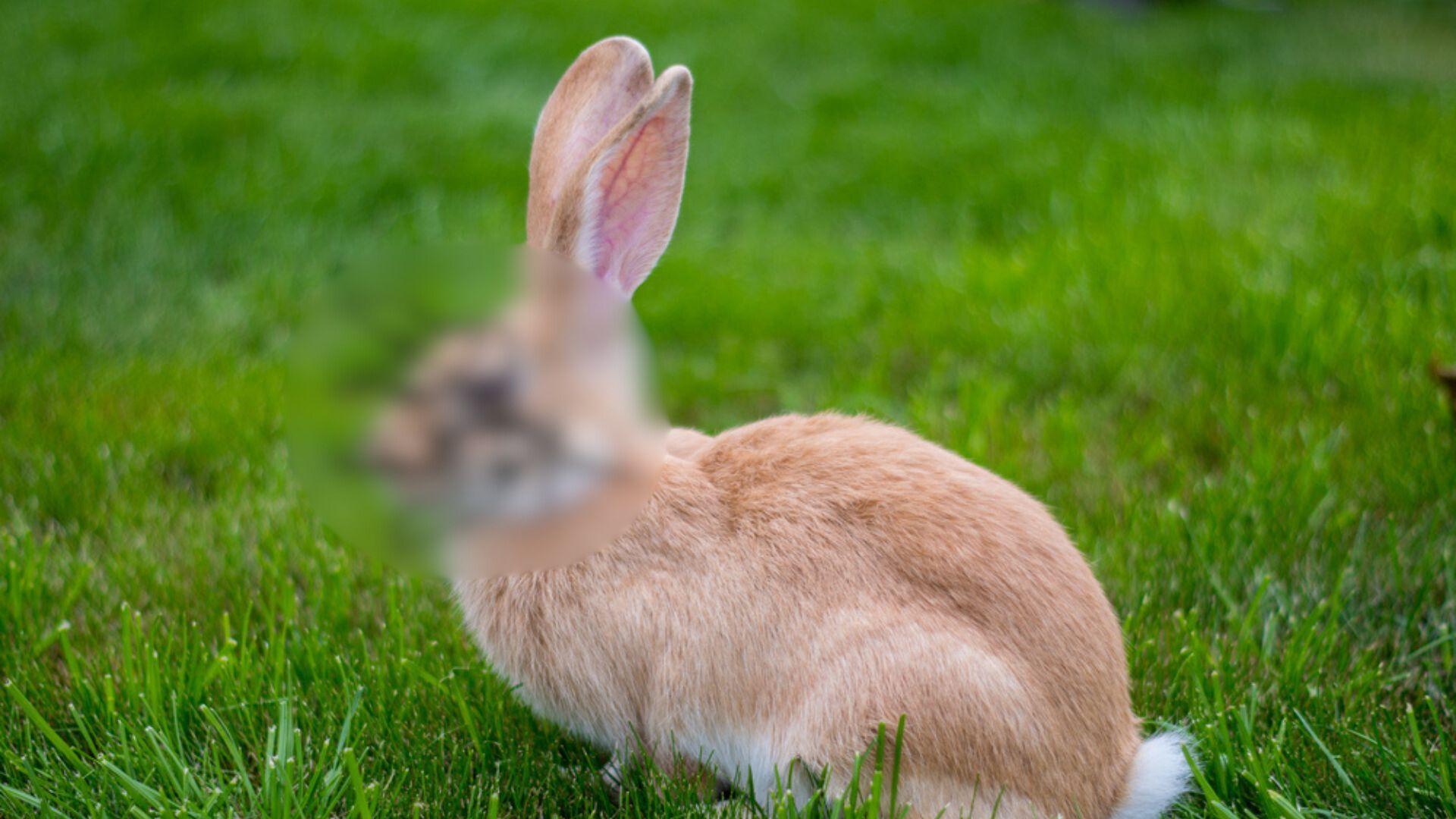 &bdquo;Iepurele Frankenstein&rdquo;, noua descoperire a cercetătorilor. Unde a fost văzută această specie bizară de rozătoare. Cum arată