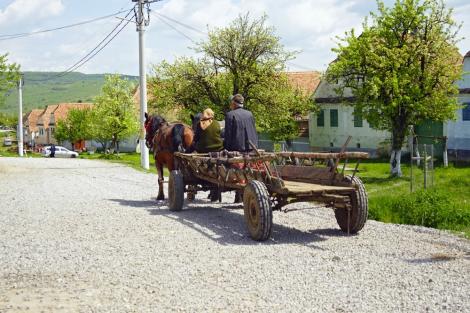 Primăria din România care interzice circulația căruțelor fără „toaletă portabilă” pentru animale. Ce amenzi anunță
