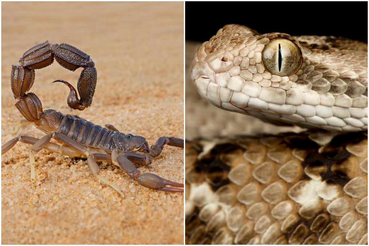 Cele mai periculoase viețuitoare pentru oameni. Una dintre ele s-ar putea afla l&acirc;ngă casa ta acum