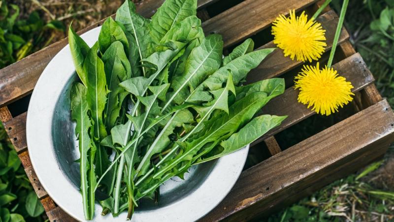 Ghidul salatelor. Tot ce trebuie să știi despre frunzele tale verzi preferate