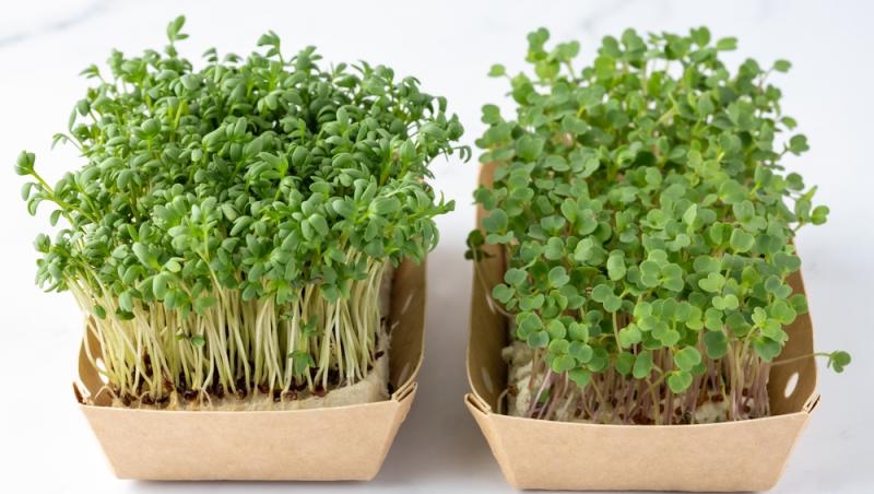 Ghidul salatelor. Tot ce trebuie să știi despre frunzele tale verzi preferate