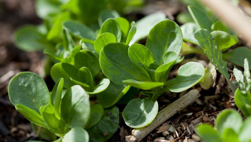 Ghidul salatelor. Tot ce trebuie să știi despre frunzele tale verzi preferate