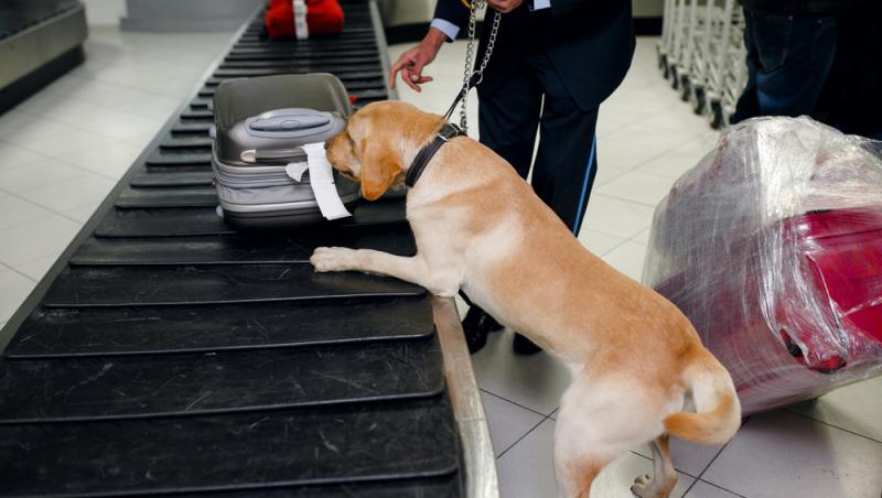 Suvenir controversat din Spania. Cu ce a fost prins un tânăr de oamenii legii