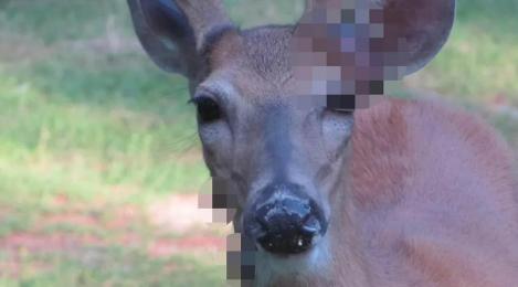 După „iepurele Frankenstein”, un alt animal s-a transformat complet. Cum arată „căprioara mutant” care a băgat spaima în localnici