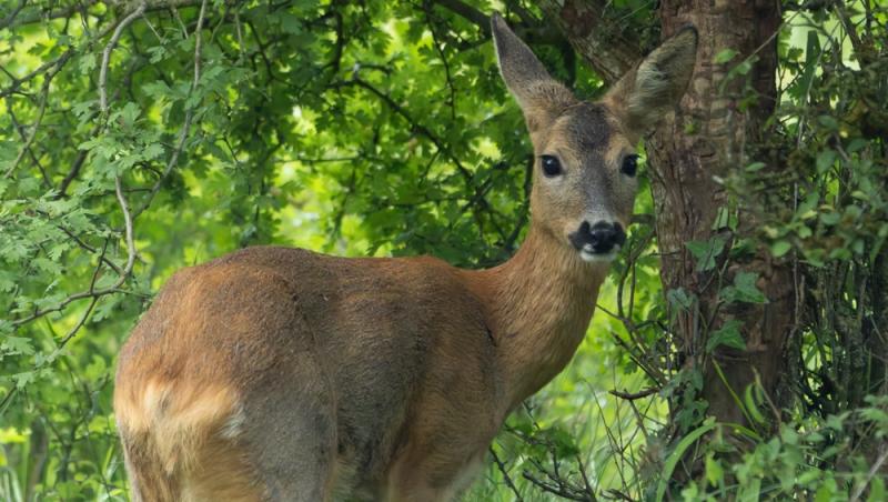 După „iepurele Frankenstein”, un alt animal s-a transformat complet. Cum arată „căprioara mutant” care a băgat spaima în localnici
