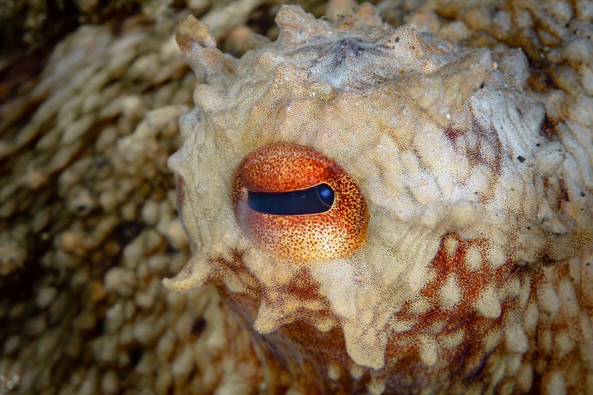 Creatura misterioasă din ad&acirc;ncuri care a fost filmată pentru prima dată &icirc;n istorie. &Icirc;n trecut se credea că scufundă nave