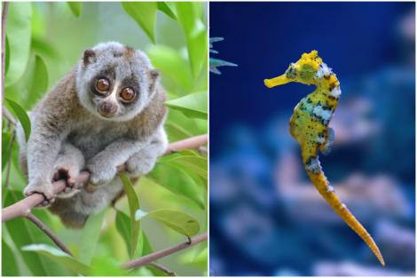 Care e cel mai lent animal din lume. Are o „viteză” record