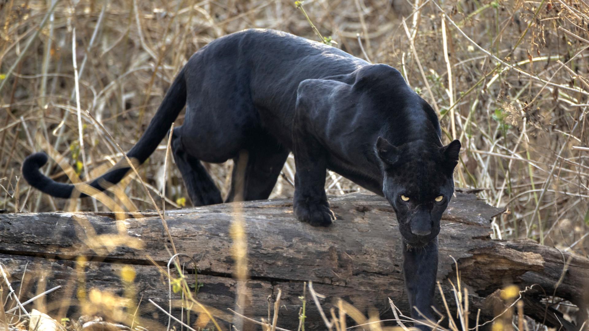 O pantera neagră fotografiată pe timp de zi în libertate