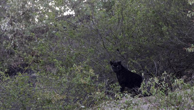 Pantera neagră lovește din nou. Unde și-a făcut apariția recent și a cui ar fi de fapt