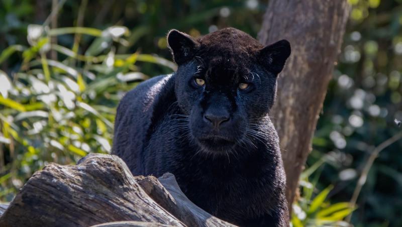 Pantera neagră lovește din nou. Unde și-a făcut apariția recent și a cui ar fi de fapt