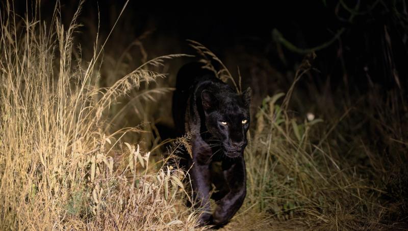 Pantera neagră lovește din nou. Unde și-a făcut apariția recent și a cui ar fi de fapt