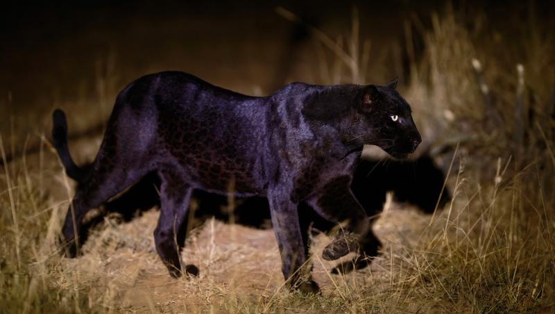 Pantera neagră lovește din nou. Unde și-a făcut apariția recent și a cui ar fi de fapt