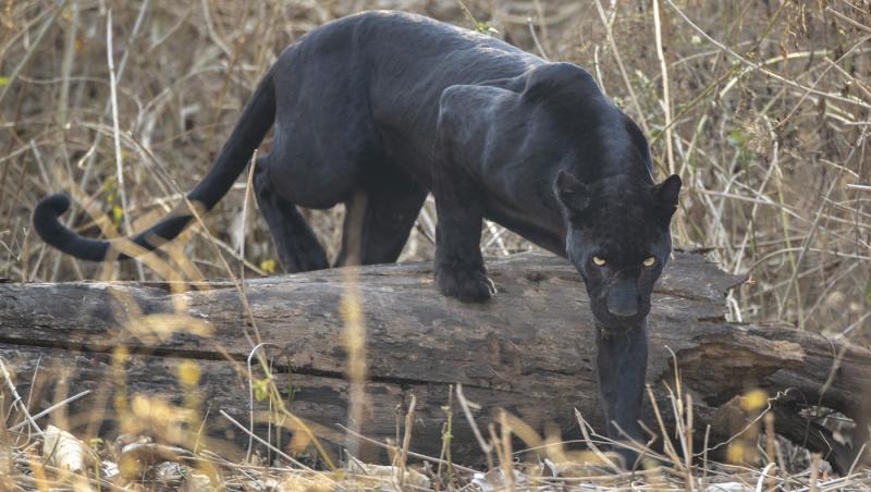 Pantera neagră lovește din nou. Unde și-a făcut apariția recent și a cui ar fi de fapt