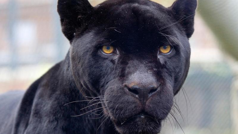 Pantera neagră lovește din nou. Unde și-a făcut apariția recent și a cui ar fi de fapt