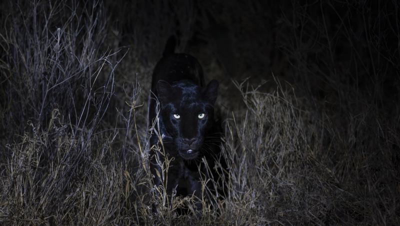 Pantera neagră lovește din nou. Unde și-a făcut apariția recent și a cui ar fi de fapt