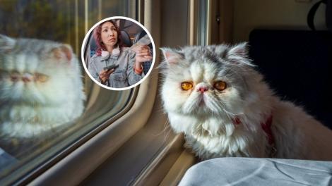 Ce sumă au fost nevoiți să plătească stăpânii unei pisici pentru că a mieunat în tren. Călătoria a fost destul de costisitoare