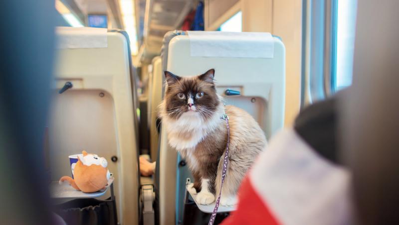 Ce sumă au fost nevoiți să plătească stăpânii unei pisici pentru că a mieunat în tren. Călătoria a fost destul de costisitoare