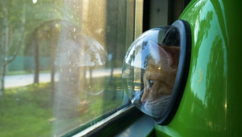 Ce sumă au fost nevoiți să plătească stăpânii unei pisici pentru că a mieunat în tren. Călătoria a fost destul de costisitoare